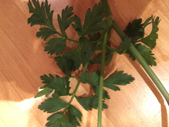Ligusticum apiifolium