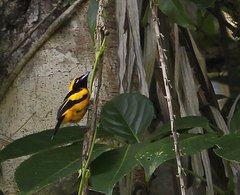 Carterornis chrysomela