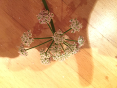 Ligusticum apiifolium