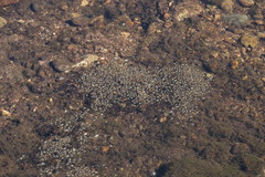 Gerromorpha