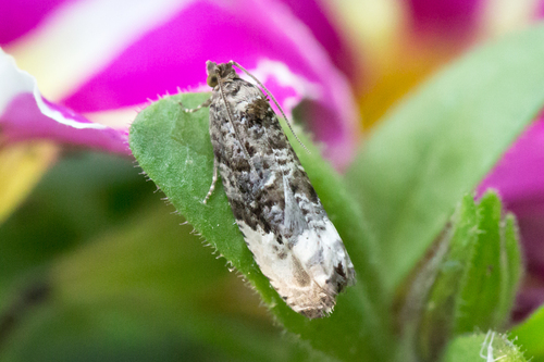 Green Budworm Moth photo 5