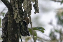 Picumnus olivaceus