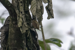 Picumnus olivaceus