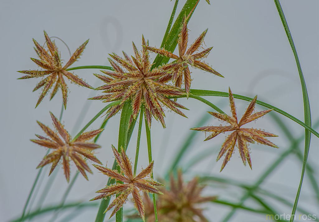  Cyperus Conglomeratus Botanical Realm