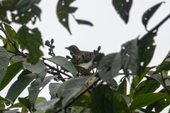 Turdus maculirostris