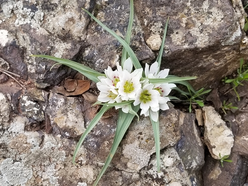 Colchicum palaestinum