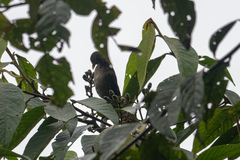 Turdus maculirostris