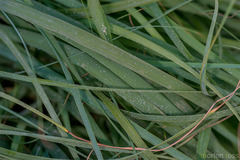 Cyperus conglomeratus image