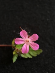 Geranium robertianum