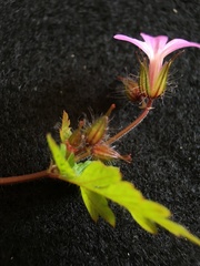 Geranium robertianum