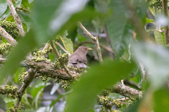 Turdus maculirostris