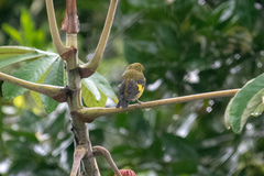 Spinus xanthogastrus