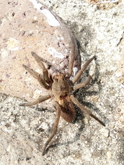 Arachnida