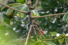 Spinus xanthogastrus