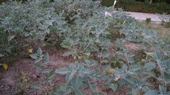 Angiospermae