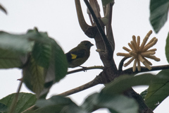 Spinus xanthogastrus