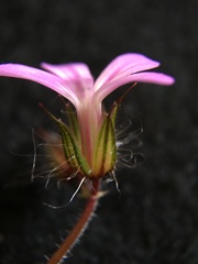 Geranium robertianum