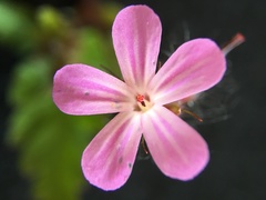 Geranium robertianum