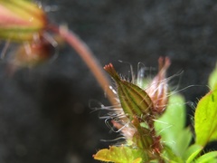 Geranium robertianum