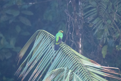 Pharomachrus auriceps