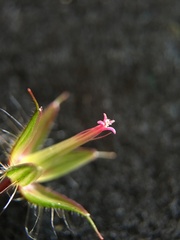 Geranium robertianum