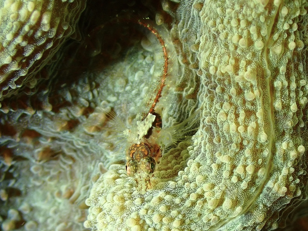 Blackhead Blenny