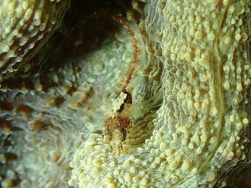 Blackhead blenny (Emblemariopsis bahamensis) — Chaenopsidae — 4
