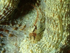 Blackhead Blenny photo 2