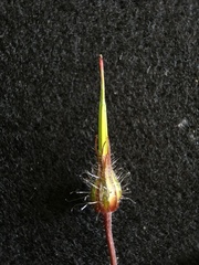 Geranium robertianum