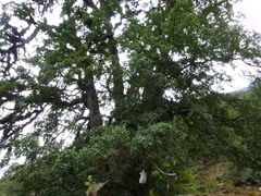 Quercus semecarpifolia