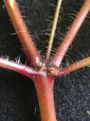 Geranium robertianum