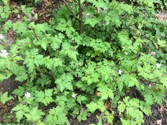 Geranium robertianum