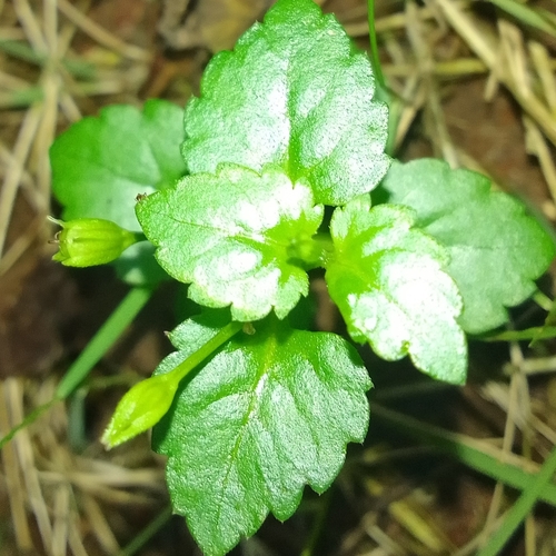 Torenia crustacea