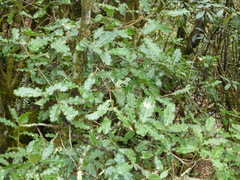 Quercus semecarpifolia