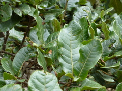 Quercus semecarpifolia