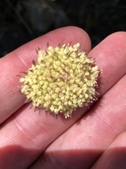 Hermas ciliata