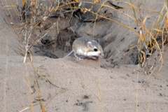 Dipodomys deserti