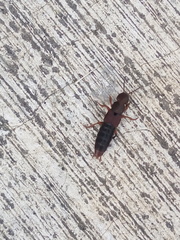 Platydracus castaneus