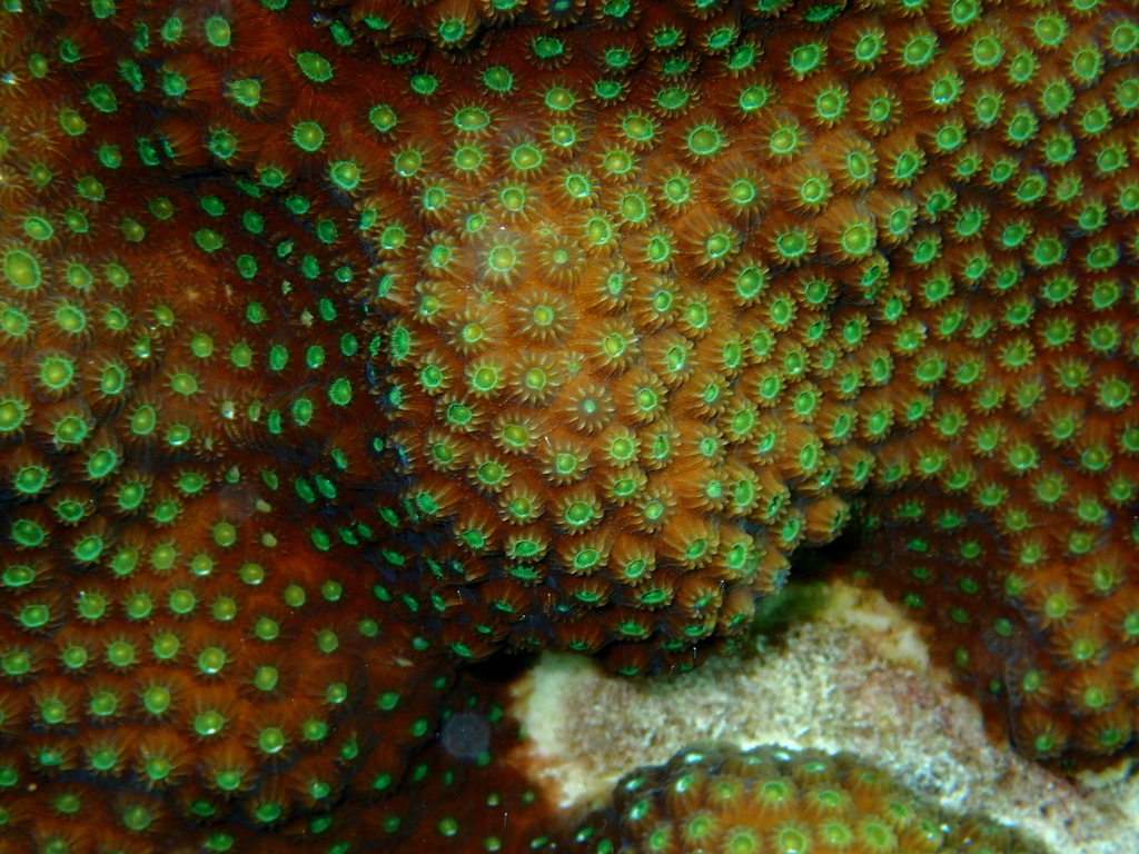 Mountainous Star Coral