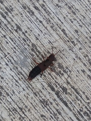 Platydracus castaneus