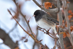Junco hyemalis cismontanus