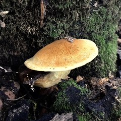 Gymnopilus ventricosus image