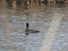 Aythya fuligula