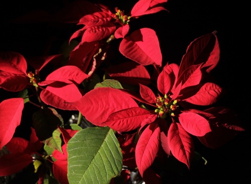 Euphorbia pulcherrima