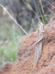 Austracris guttulosa