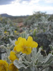 Senna artemisioides helmsii