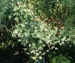 Angiospermae