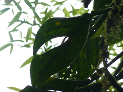 Monstera dissecta