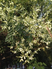 Angiospermae
