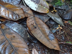 Dinomyrmex gigas borneensis